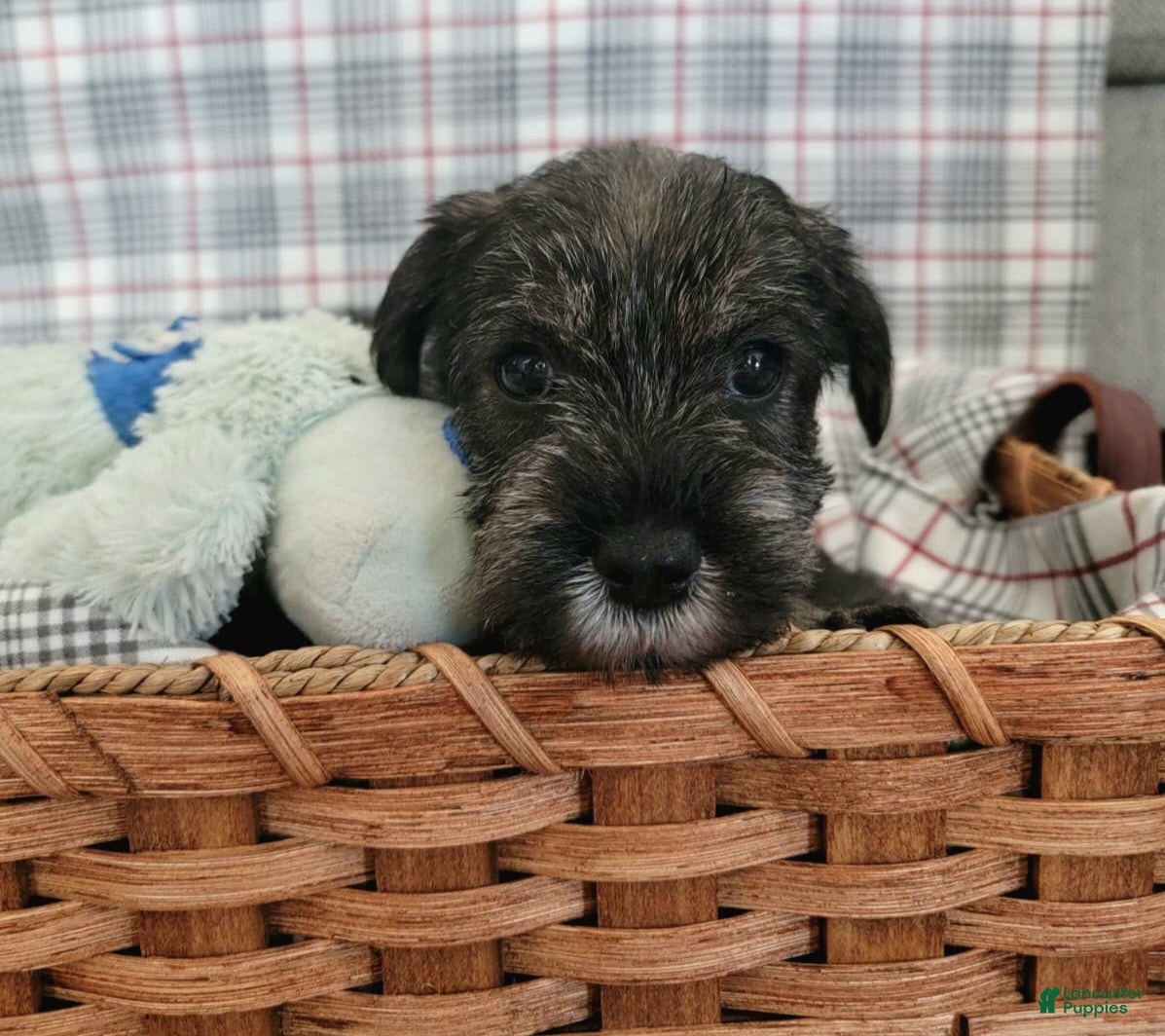 Standard Schnauzer dogs River - Ad 2