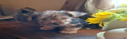 Shorkie dogs for sale: Lil Chris - Ad 4