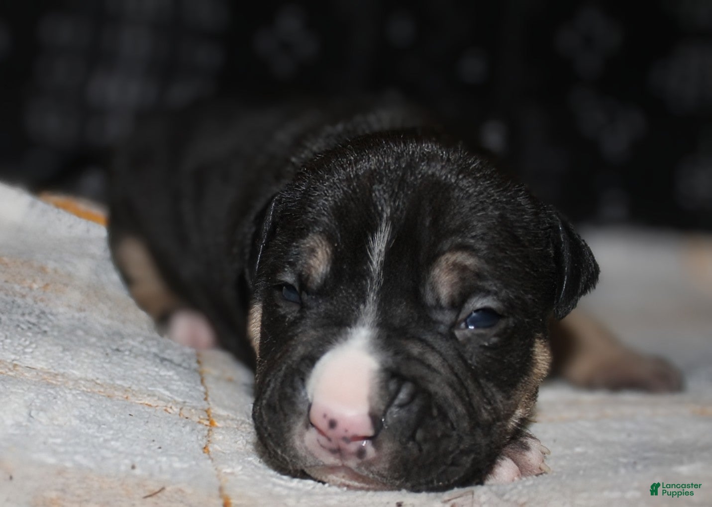 American Bully dogs Moose  - Ad 28