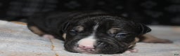American Bully dogs for sale: Moose  - Ad 1