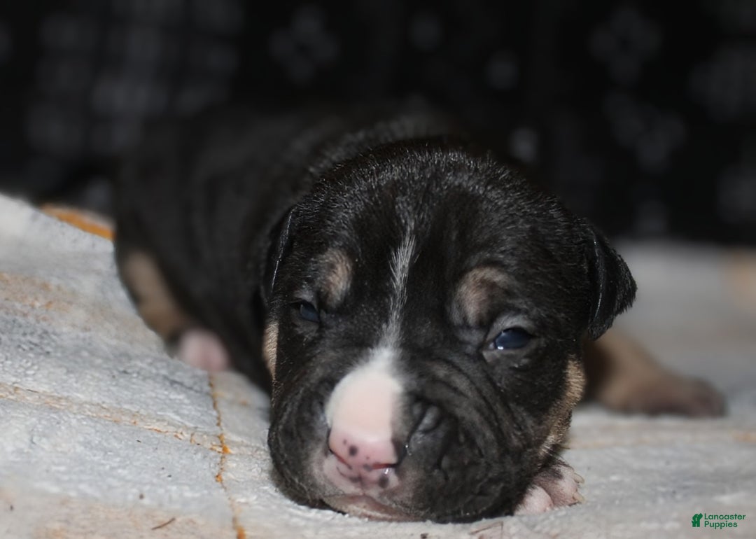 American Bully dogs for sale: Moose  - Ad 1