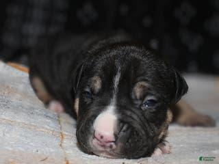 American Bully dogs Moose - Ad 28