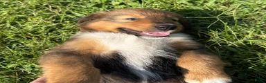 Floppy