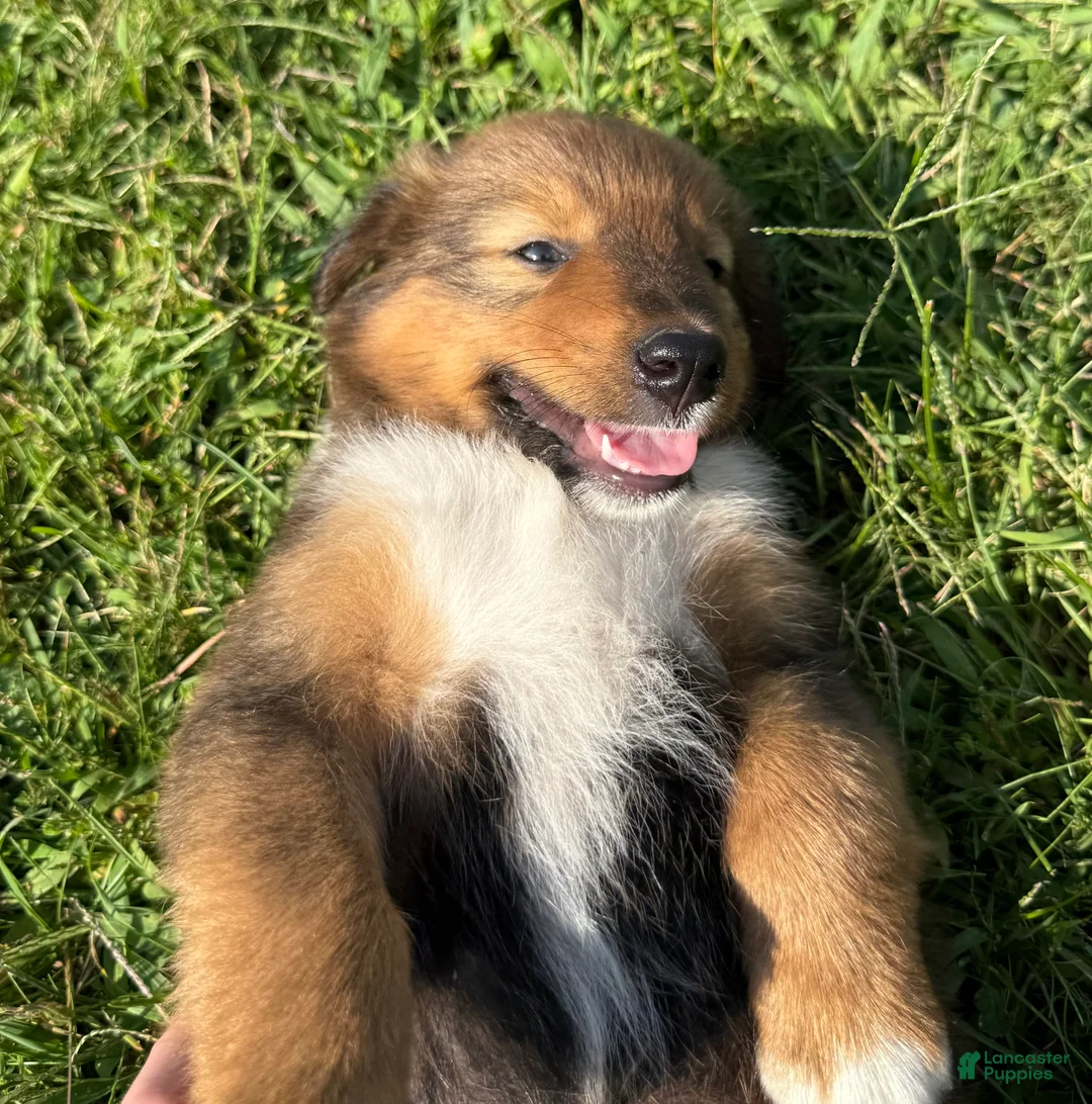 Mixed Breed dogs for sale: Floppy - Ad 1