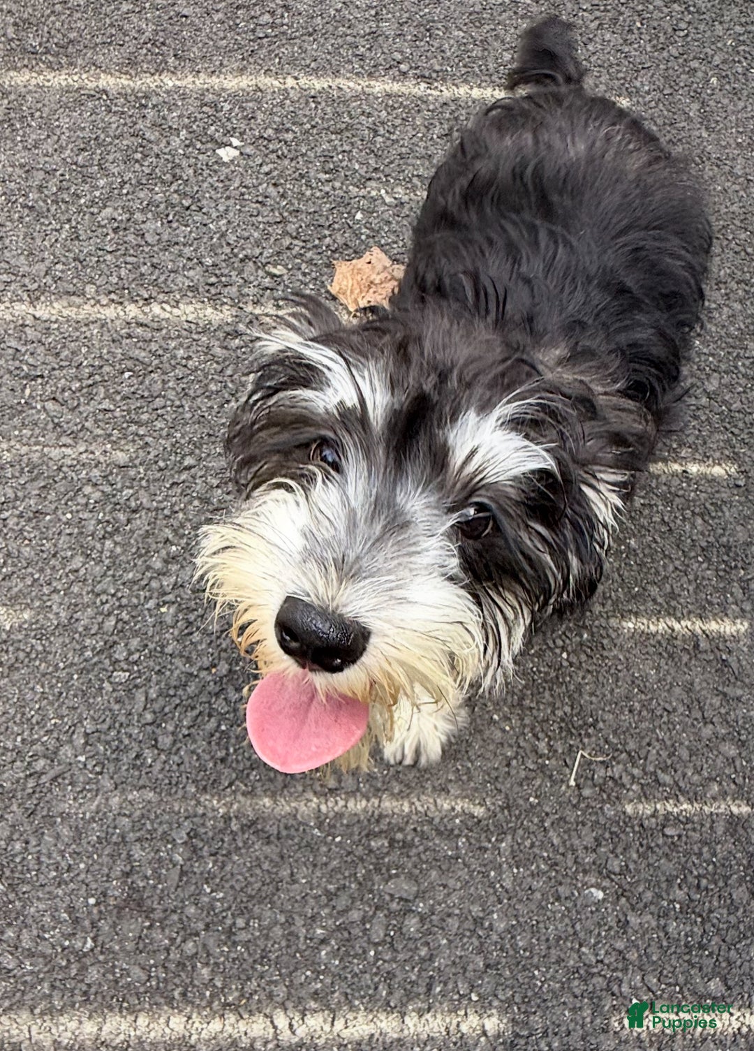 Miniature Schnauzer dogs for sale: BELLA - Ad 4