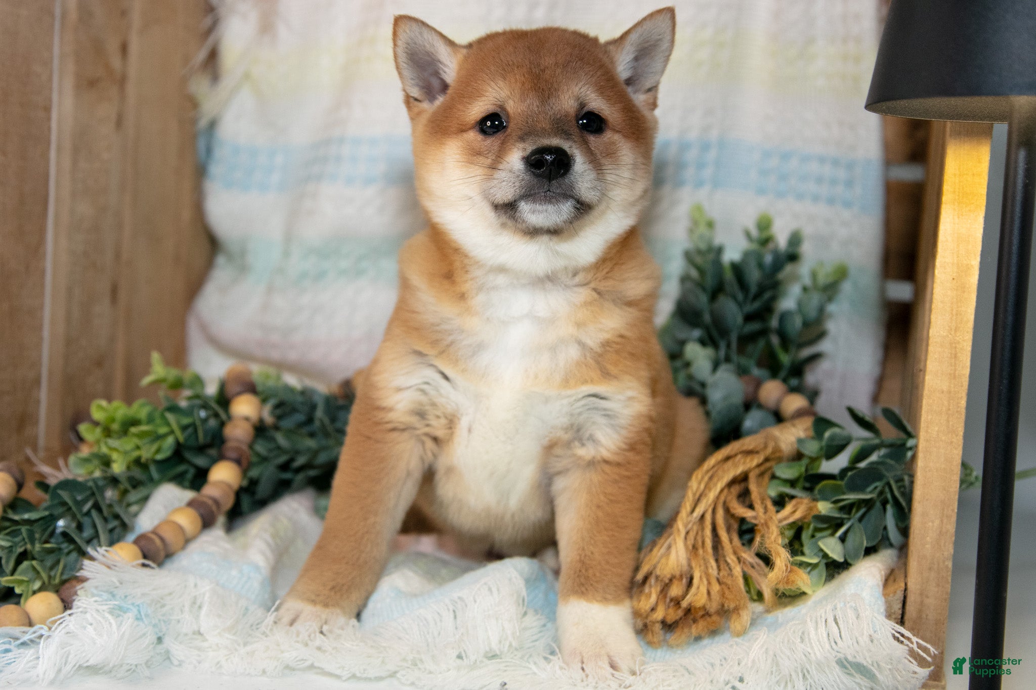Shiba Inu dogs Lulu - Ad 1