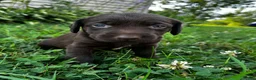 Labrador Retriever dogs for sale: Summer - Ad 13
