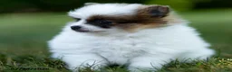 Pomeranian dogs for sale: Baxter - Ad 3