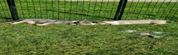 American Bully dogs for sale: American Bully 4 - Ad 13