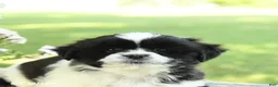 Shih Tzu dogs for sale: Skippy - Ad 4