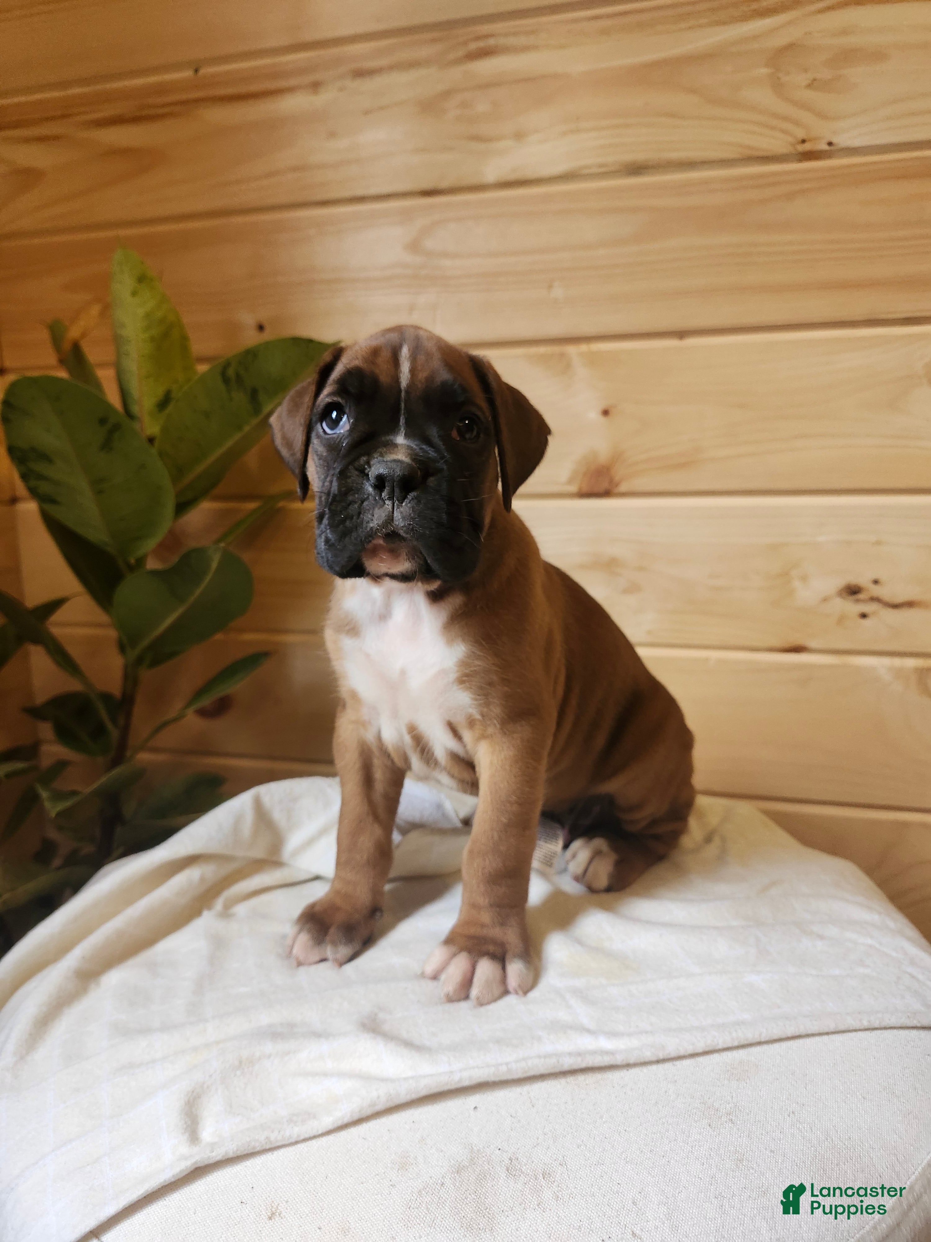 Boxer dogs Jagger  - Ad 2