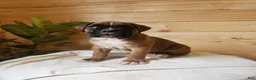 Boxer dogs for sale: Jagger  - Ad 2