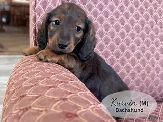 Dachshund dogs Kurvin - Ad 23