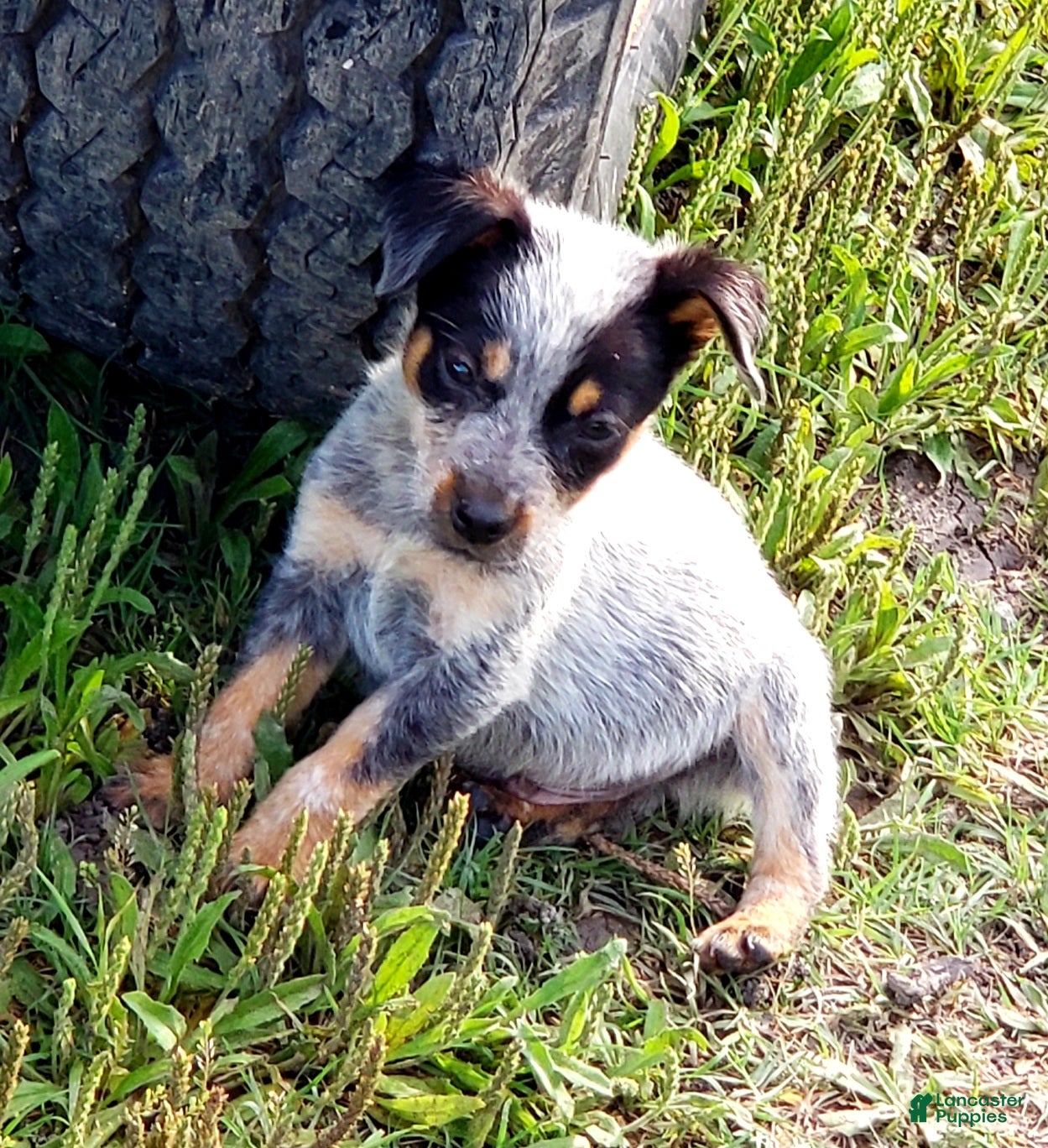 Australian Cattle Dog dogs Australian Cattle Dog Puppy 2 (Remy) Male - Ad 4