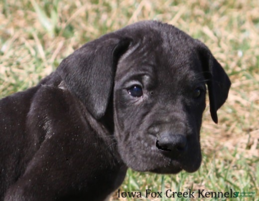 Great Dane dogs Shadow - Ad 9