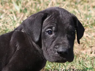 Great Dane dogs Shadow - Ad 16
