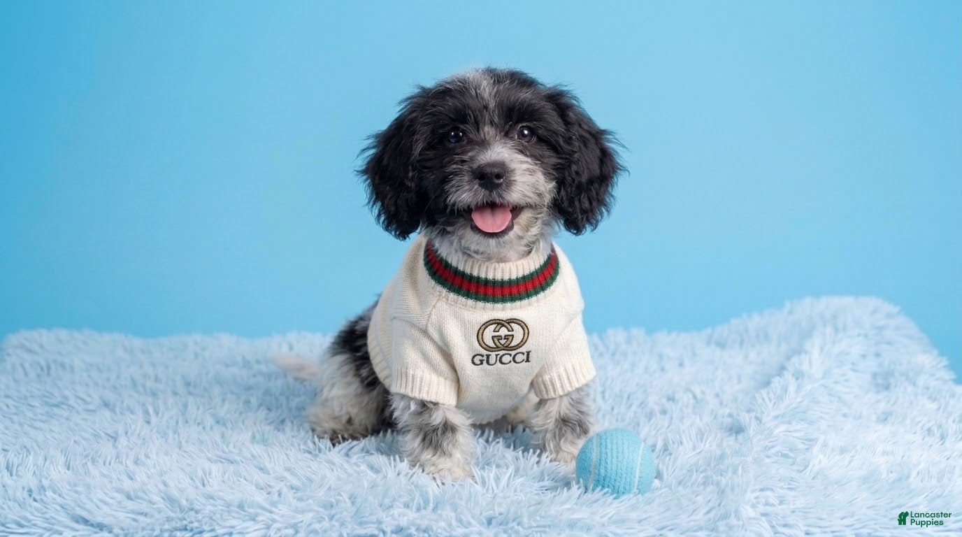 Maltipoo dogs for sale: PANDA - Ad 1