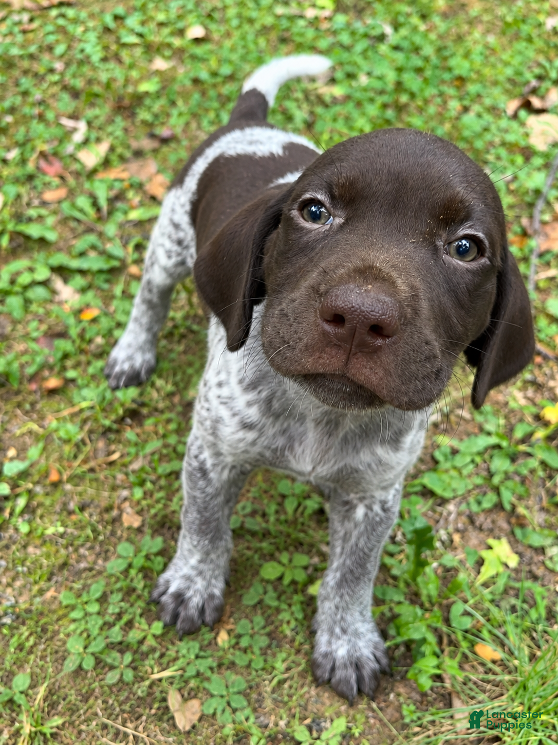 German Shorthaired Pointer dogs Charlie - Ad 1