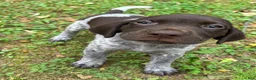 German Shorthaired Pointer dogs for sale: Charlie - Ad 1
