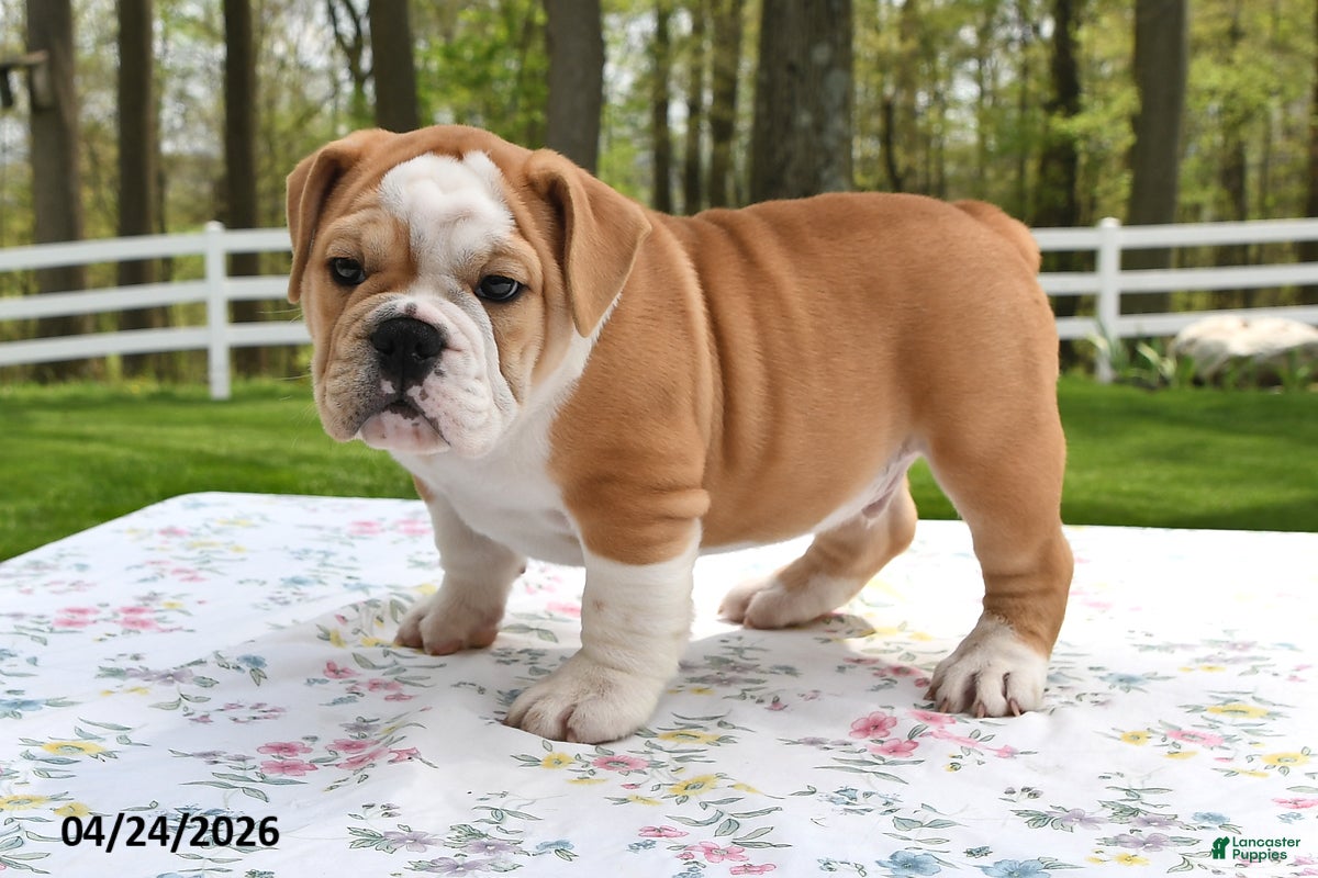 Mixed Breed dogs Sarge - Ad 2