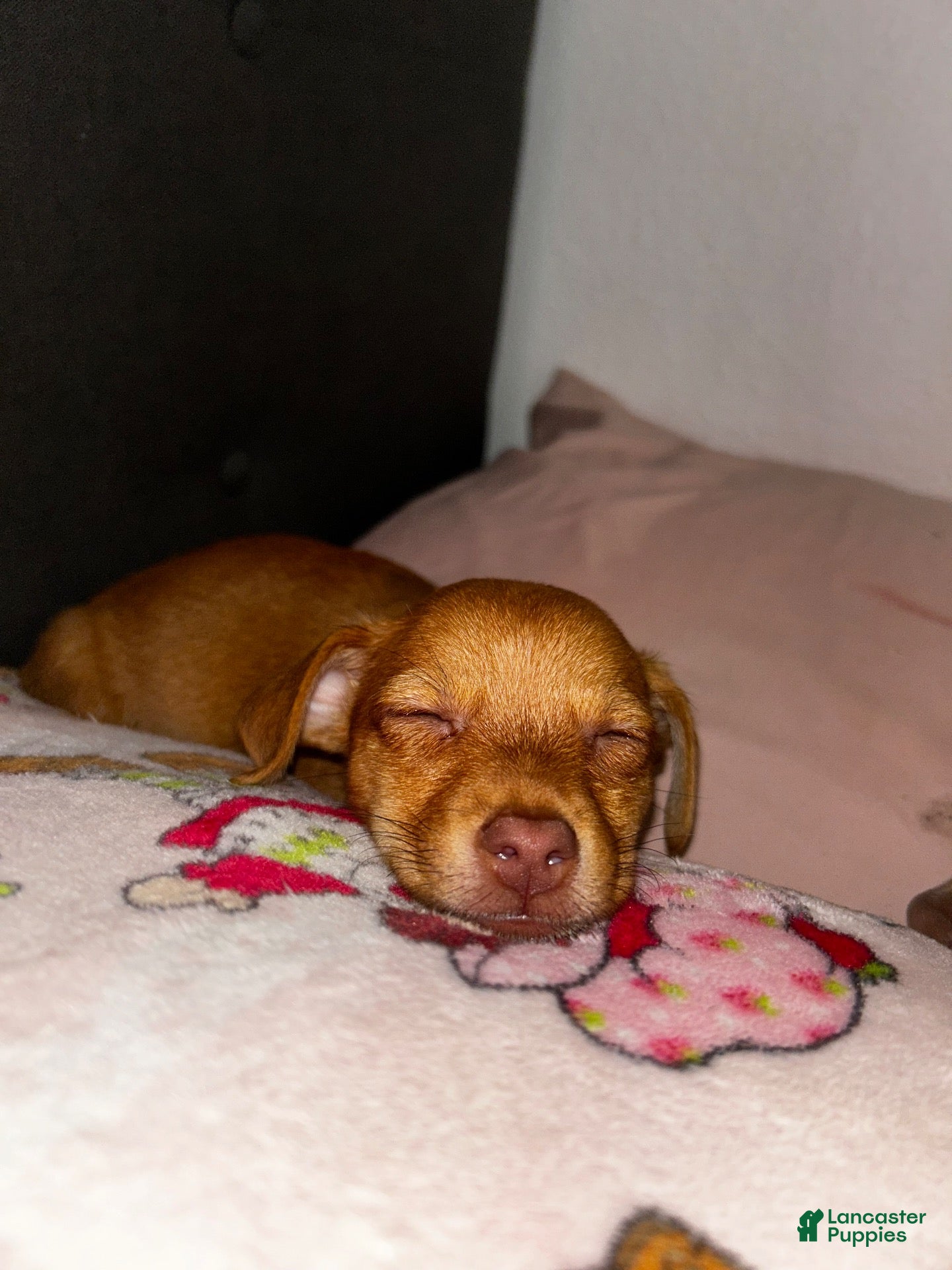 Chiweenie dogs for sale: Chiweenie 1 - Ad 3