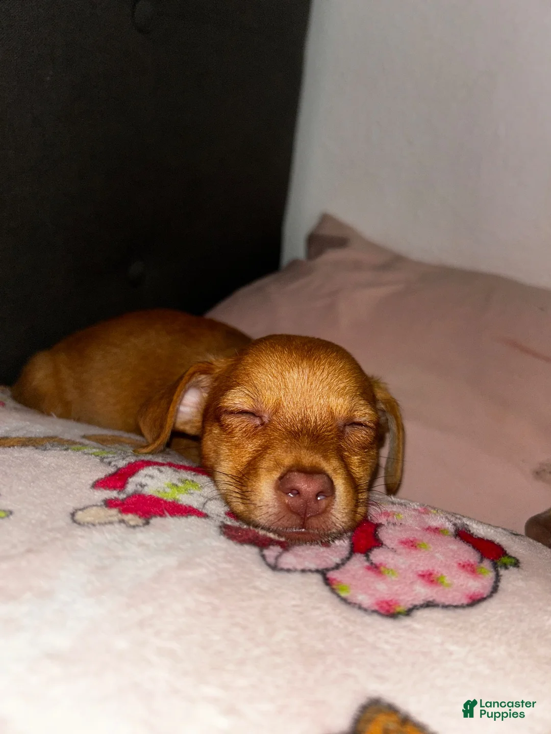 Chiweenie dogs for sale: Chiweenie 1 - Ad 1
