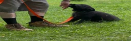 German Shepherd dogs for sale: ÚNICO  - Ad 11