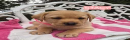 Labrador Retriever dogs for sale: Foxy - Ad 15