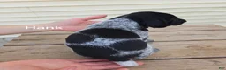 German Shorthaired Pointer dogs for sale: Hank - Ad 3