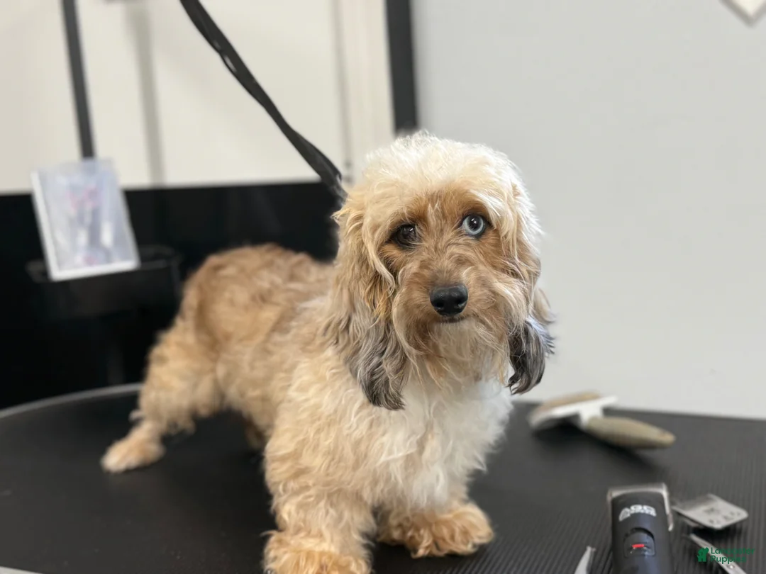 Miniature Dachshund dogs for sale: Red Wire Hair - Ad 7