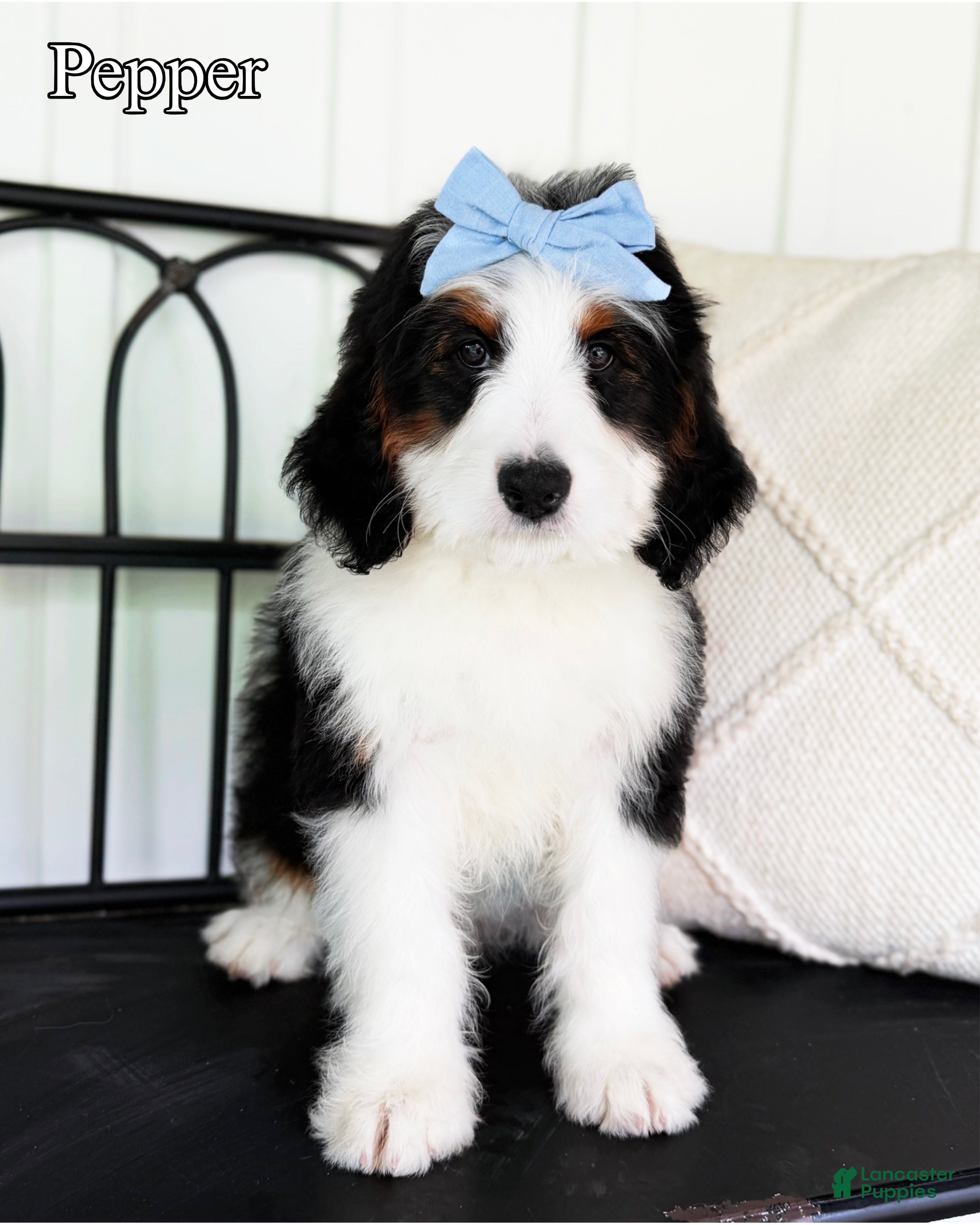 Mini Bernedoodle dogs Pepper - Ad 28