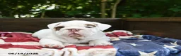 Olde English Bulldogge dogs for sale: Steffy - Ad 5