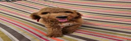 Mini Goldendoodle dogs for sale: Ace - Ad 1