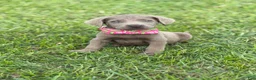 Labrador Retriever dogs for sale: Ralphie - Ad 1