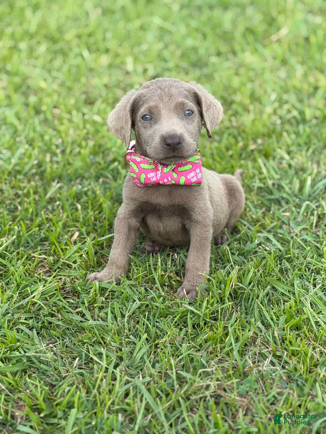 Labrador Retriever dogs for sale: Ralphie - Ad 1