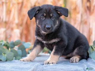 German Shepherd dogs - Ad 28