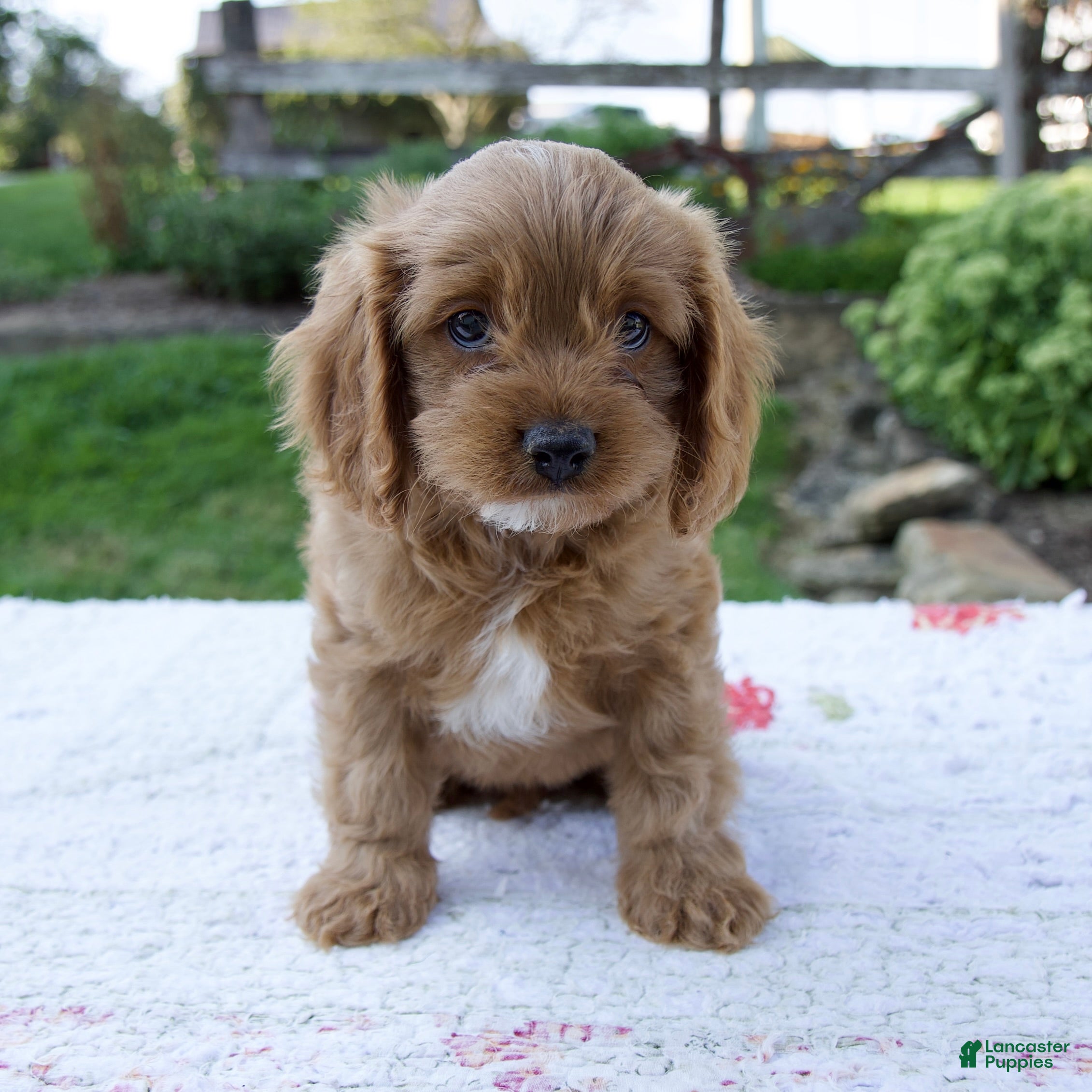 Cavapoo dogs Echo - Ad 1