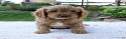 Cavapoo dogs for sale: Echo - Ad 1