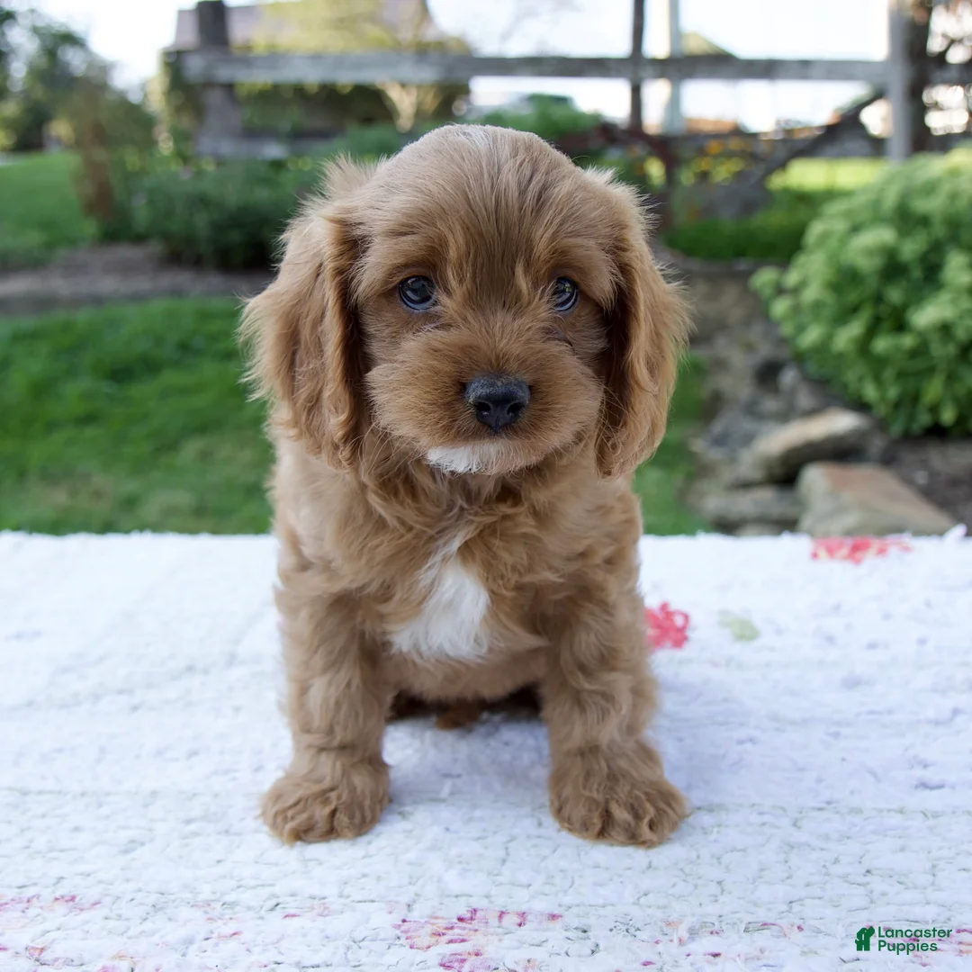 Cavapoo dogs for sale: Echo - Ad 1