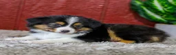 Miniature Australian Shepherd dogs for sale: Yo-Yo - Ad 5