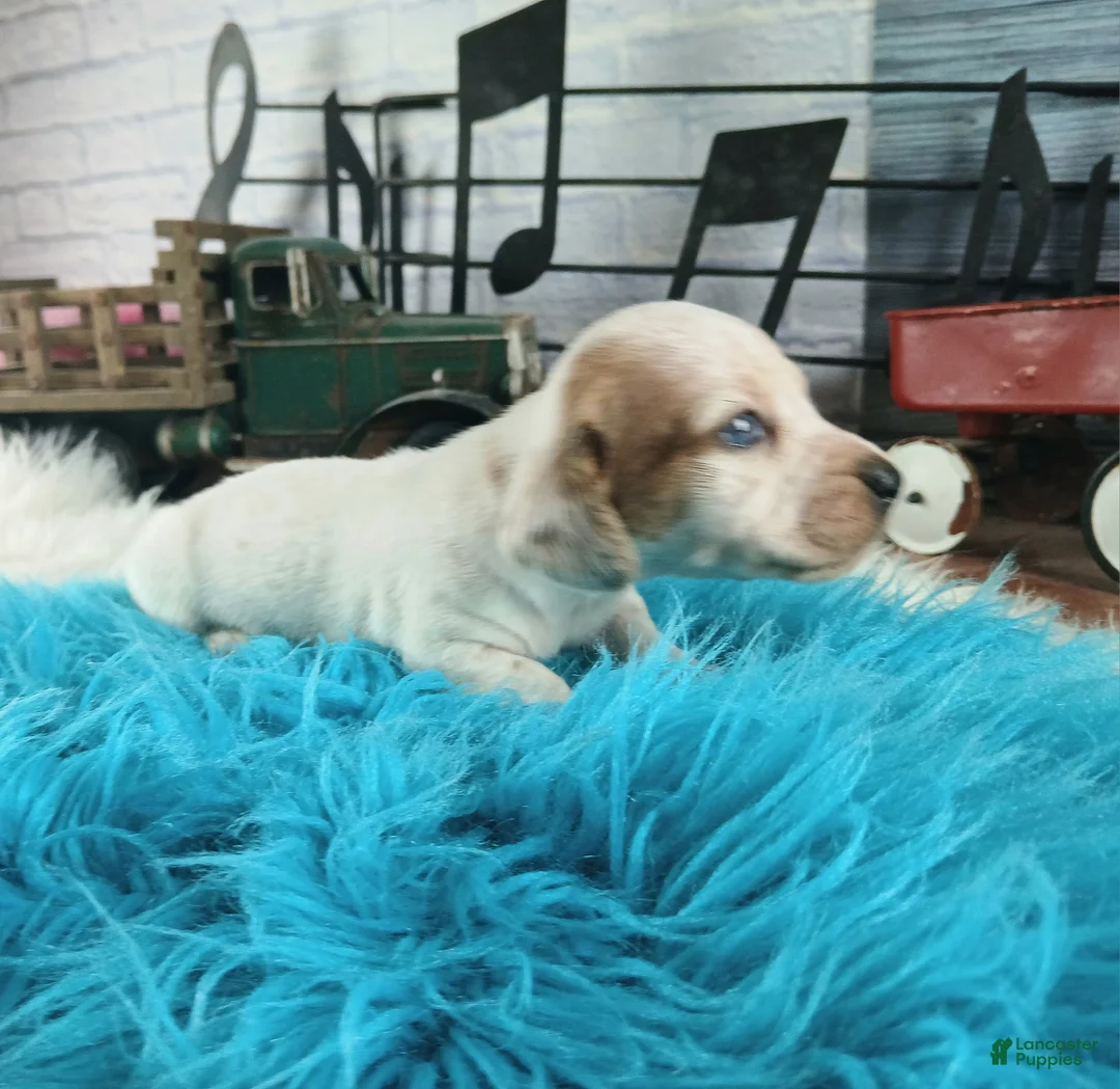 Dachshund dogs for sale: Nationwide delivery. Mostly white boy - Ad 1