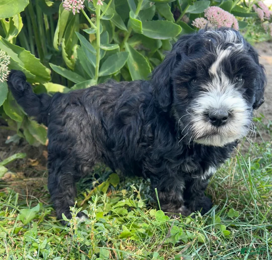 Gallery Image {{count}}