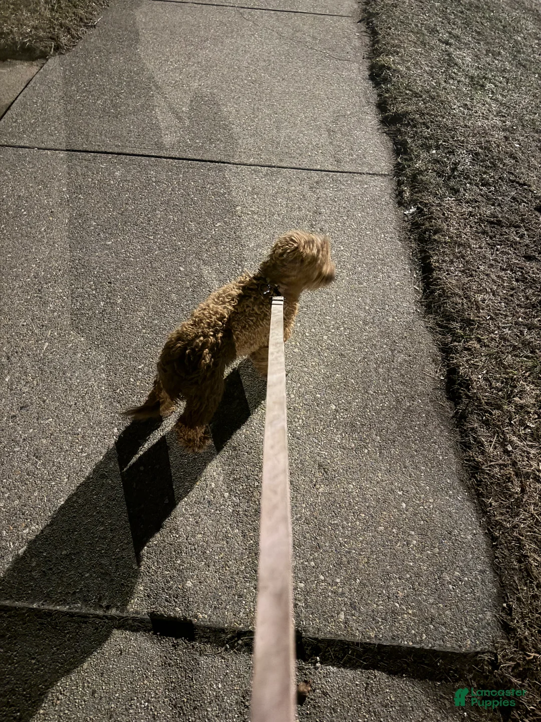 Cockapoo dogs for sale: Cockapoo Puppy  - Ad 1