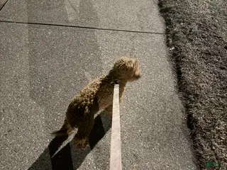 Cockapoo dogs Cockapoo Puppy - Ad 22