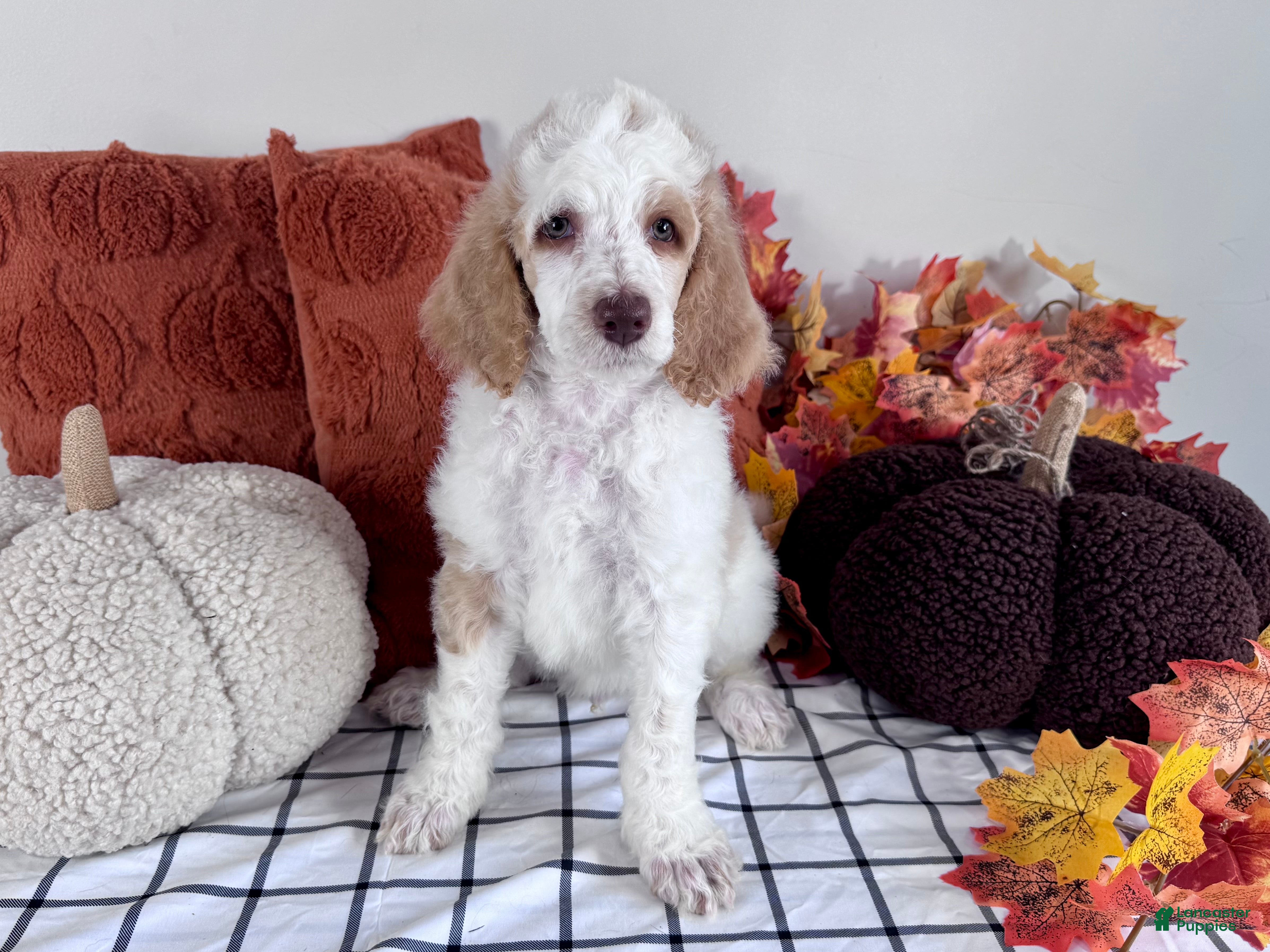 Standard Poodle dogs Last of the litter! green - Ad 1