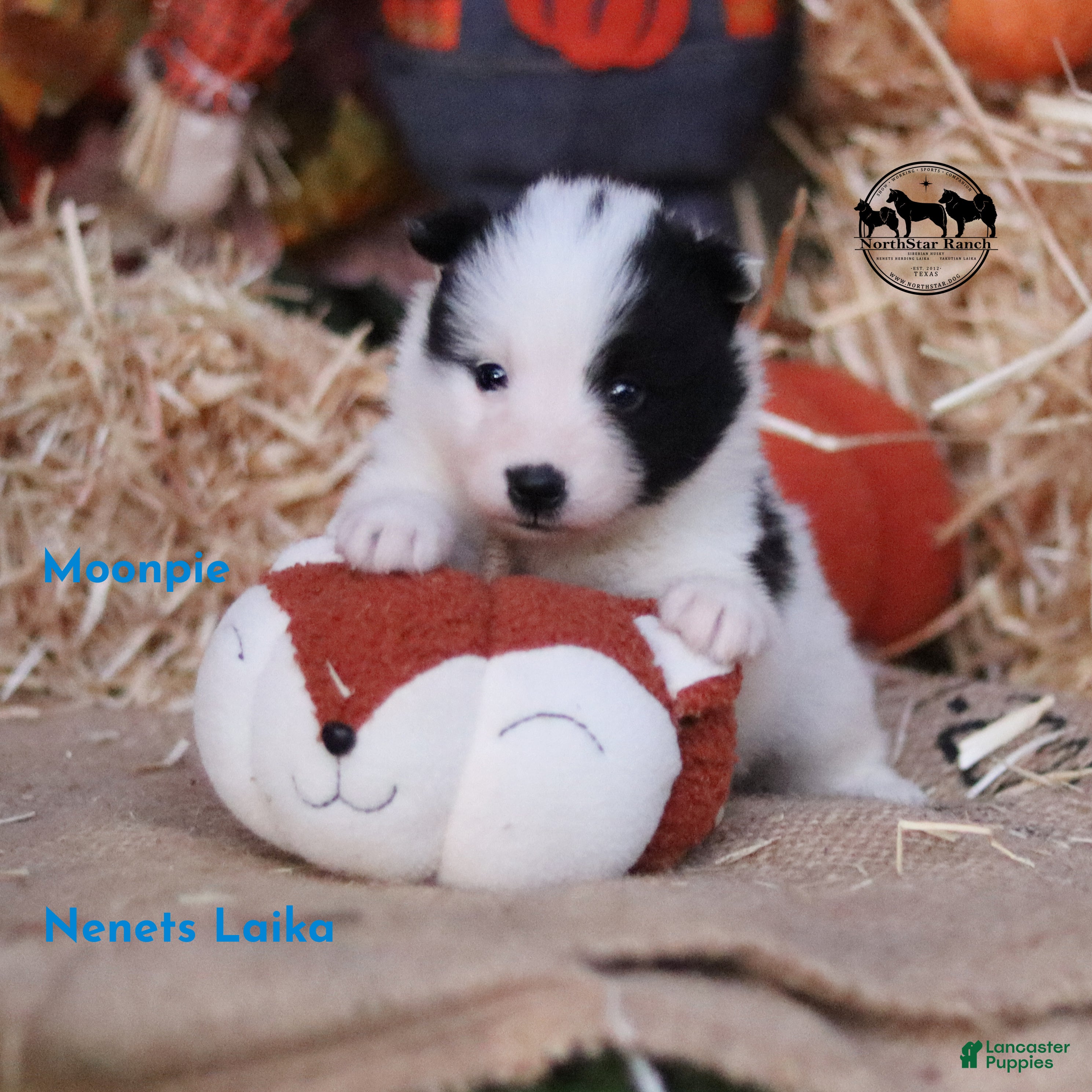Nenets Herding Laika dogs for sale: Moonpie Nenets Laika male  - Ad 2