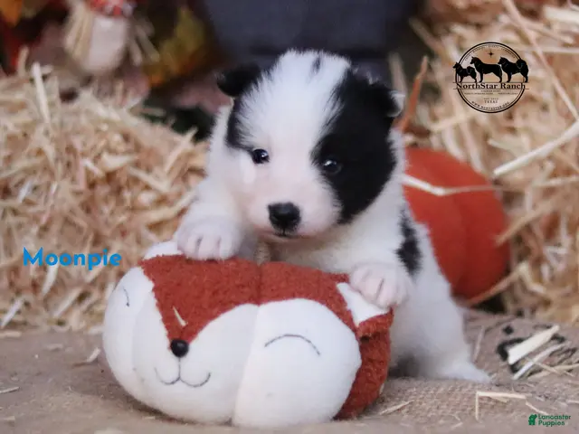 Nenets Herding Laika dogs for sale: Moonpie Nenets Laika male - Ad 2