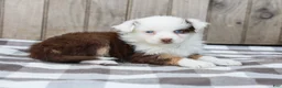 Australian Shepherd dogs for sale: Ruby - Ad 6