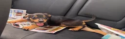 Mixed Breed dogs for sale: Max - Ad 1