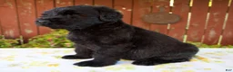 Giant Schnauzer dogs for sale: Renae - Ad 7